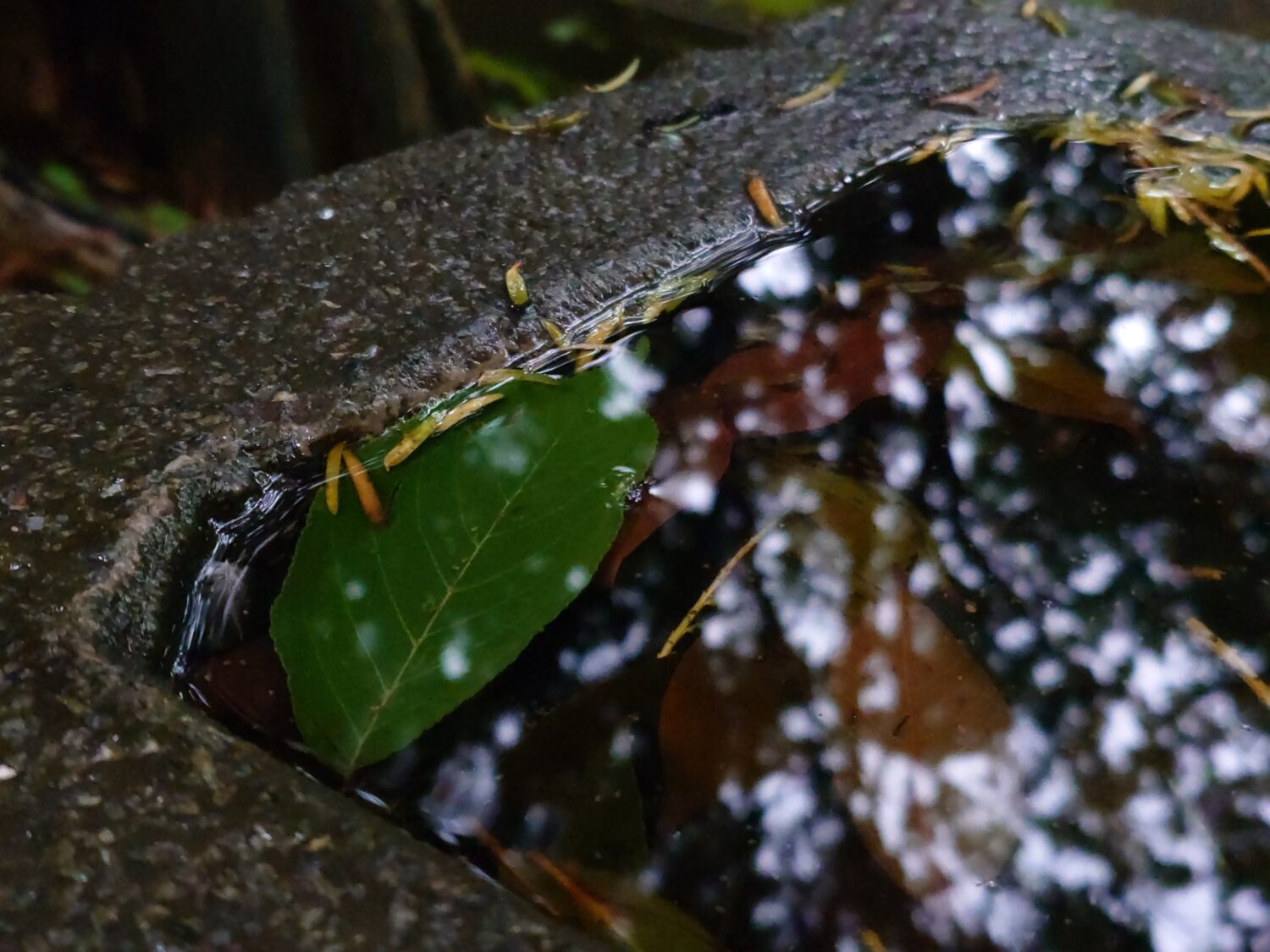 Xperia 1 VII_雨天作例4