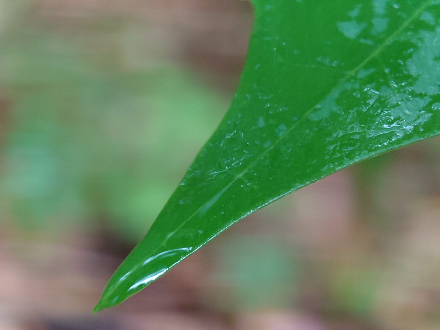 Xperia 1 VII_テレマクロ2