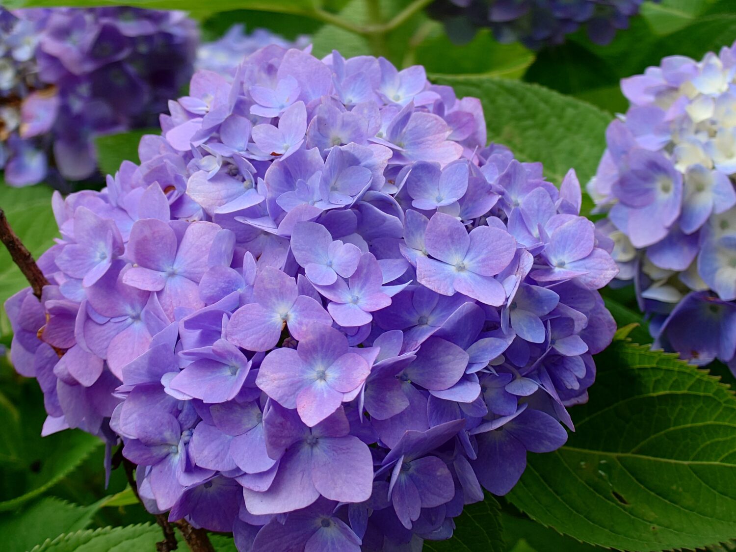 Xperia 1 VII_花の作例1