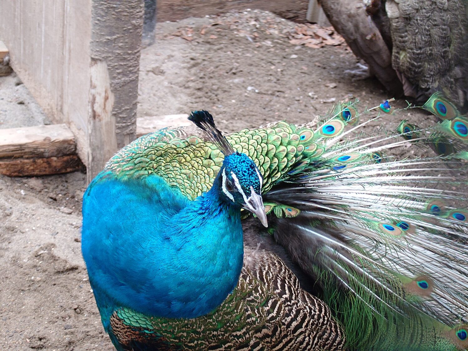 Xperia 1 VII_動物作例5