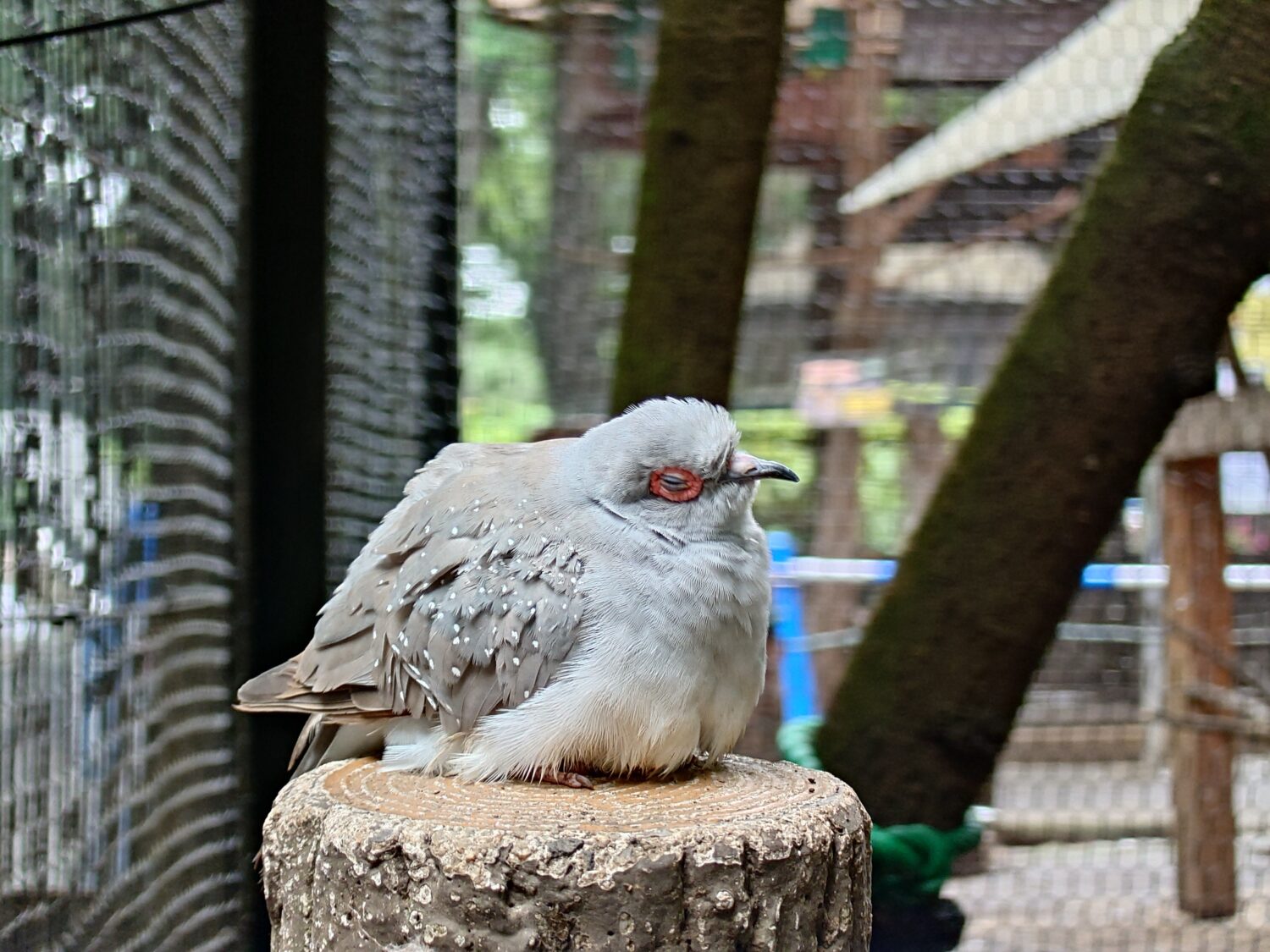 Xperia 1 VII_動物作例3