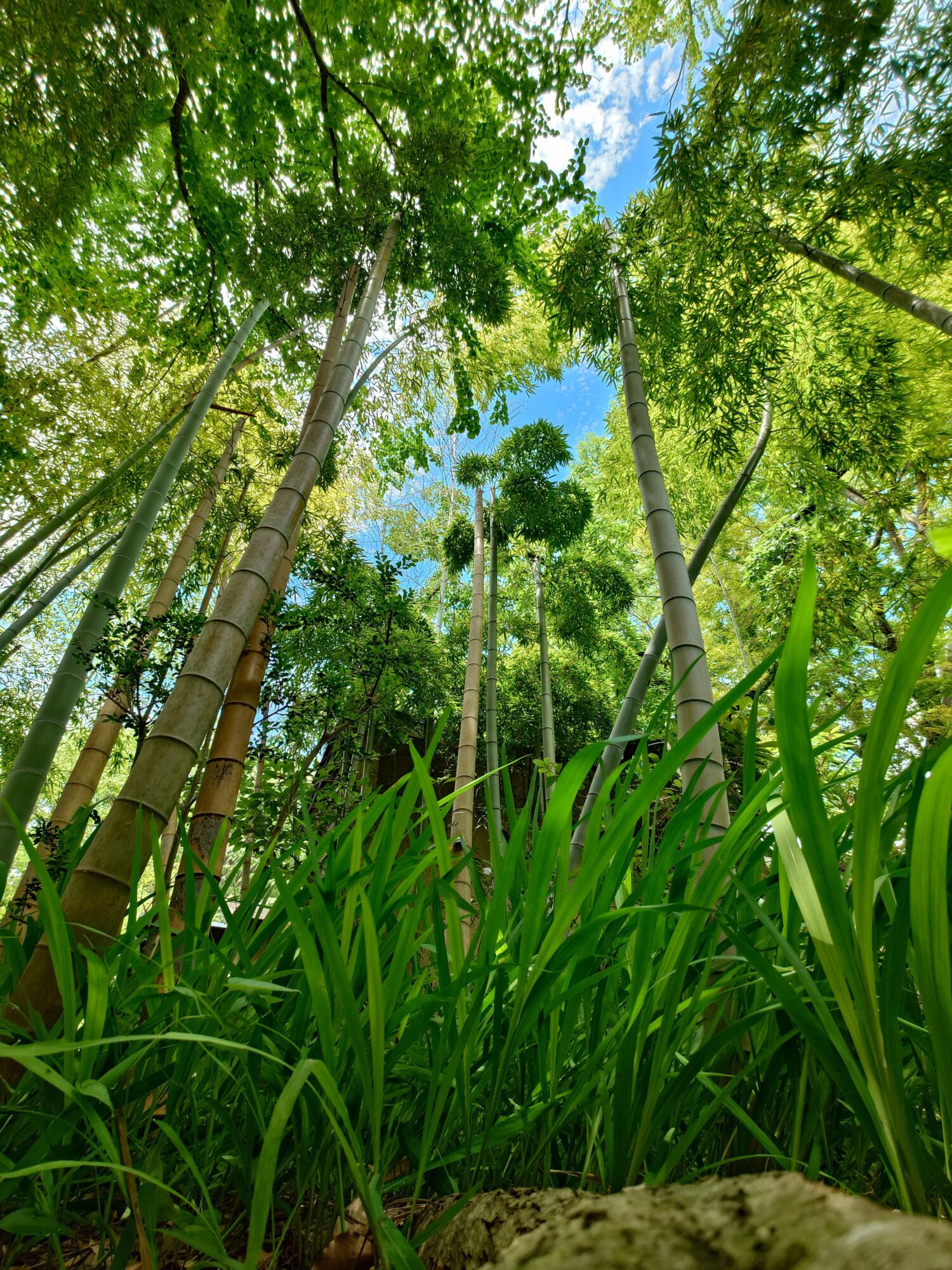 Xperia 1 VII_作例6